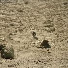 Noonday Dream  di Ben Howard - CD