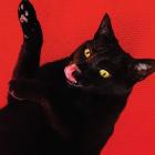 Big Colors di Ryan Adams - CD