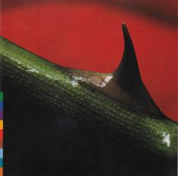 Night Song di Nusrat Fateh Ali Khan - cd