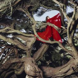 Nested In Tangles  di Hannah Frances  - CD