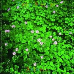 Antonio di Delia Fischer - CD