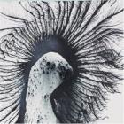 Let's Just Be di Joseph Arthur - CD