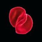 Scratch My Back  di Peter Gabriel - CD