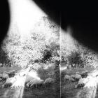 Asunder, Sweet And Other Distress di Godspeed You ! Black Emperor - CD