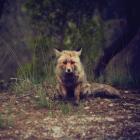 Love Songs  di Winterpills - CD