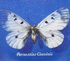 Parnassius_Guccinii-Francesco_Guccini