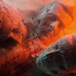 Will Of The People di Muse - CD