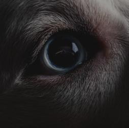 The Dark Side Of The Moon Redux di Roger Waters - CD