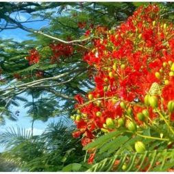 Luna di Aliens (2), The - CD