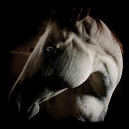 How_To_Kill_A_Horse-Brother_Dege How_To_Kill_A_Horse-Brother_Dege
