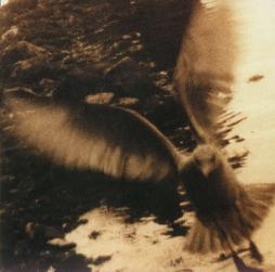 Take Me Home | A Tribute To John Denver di Various - CD