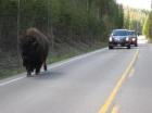 The_Year_Of_Nixon-Bison_Burns